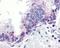 TNF Superfamily Member 13 antibody, NBP1-76767, Novus Biologicals, Immunohistochemistry frozen image 