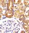 VAC14 Component Of PIKFYVE Complex antibody, PA5-49504, Invitrogen Antibodies, Immunohistochemistry paraffin image 