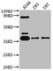 Adenosine A1 Receptor antibody, CSB-RA224168A0HU, Cusabio, Western Blot image 