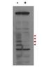 PBIP1 antibody, orb345625, Biorbyt, Western Blot image 
