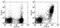 Complement C3d Receptor 2 antibody, 12-0211-81, Invitrogen Antibodies, Flow Cytometry image 