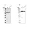 Aspartyl-tRNA synthetase, mitochondrial antibody, NBP1-83855, Novus Biologicals, Western Blot image 