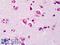 CRAF1 antibody, LS-B609, Lifespan Biosciences, Immunohistochemistry frozen image 