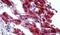 Leucine Rich Repeat Neuronal 4 antibody, PA5-32907, Invitrogen Antibodies, Immunohistochemistry frozen image 