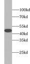 Ubiquitin Like Modifier Activating Enzyme 5 antibody, FNab09144, FineTest, Western Blot image 