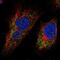 Metaxin 3 antibody, NBP2-57083, Novus Biologicals, Immunocytochemistry image 