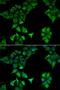 CD177 antigen antibody, orb255286, Biorbyt, Immunofluorescence image 