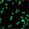 Progestin And AdipoQ Receptor Family Member 8 antibody, PA3-881, Invitrogen Antibodies, Immunofluorescence image 