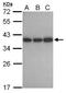 F-actin-capping protein subunit alpha-1 antibody, NBP2-15693, Novus Biologicals, Western Blot image 