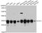 Cytochrome C1 antibody, abx125738, Abbexa, Western Blot image 