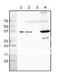 Protein RecA antibody, 61-004, BioAcademia Inc, Western Blot image 