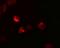 LIF Interleukin 6 Family Cytokine antibody, NBP1-76554, Novus Biologicals, Immunocytochemistry image 