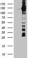 Drebrin A antibody, TA812130, Origene, Western Blot image 
