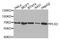 Plastin 3 antibody, orb373142, Biorbyt, Western Blot image 