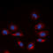 Collagen alpha-6(IV) chain antibody, GTX56141, GeneTex, Immunocytochemistry image 