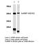 Heterogeneous nuclear ribonucleoprotein H antibody, AP20424PU-N, Origene, Western Blot image 