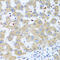 Neuromedin U antibody, abx006422, Abbexa, Western Blot image 