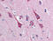 DISC1 Scaffold Protein antibody, 51-067, ProSci, Immunohistochemistry frozen image 