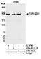 Tight Junction Protein 1 antibody, A700-092, Bethyl Labs, Immunoprecipitation image 