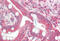 Decapping MRNA 2 antibody, MBS248470, MyBioSource, Immunohistochemistry frozen image 