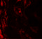 BCAR3 Adaptor Protein, NSP Family Member antibody, 6999, ProSci Inc, Immunofluorescence image 