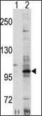 Ephrin type-A receptor 7 antibody, PA1-30296, Invitrogen Antibodies, Western Blot image 