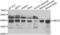 Ubiquitin Conjugating Enzyme E2 Z antibody, PA5-77175, Invitrogen Antibodies, Western Blot image 