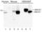 Beta-Secretase 1 antibody, 2253, ProSci Inc, Western Blot image 