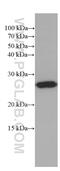 PEBP1 antibody, 66438-1-Ig, Proteintech Group, Western Blot image 