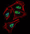 Prospero homeobox protein 1 antibody, 60-971, ProSci, Immunofluorescence image 