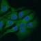 GRIN2B antibody, FNab05839, FineTest, Immunofluorescence image 