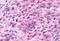 Prokineticin receptor 2 antibody, NLS3155, Novus Biologicals, Immunohistochemistry frozen image 