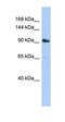 ADP Ribosylation Factor Interacting Protein 2 antibody, orb324455, Biorbyt, Western Blot image 