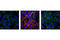 Ribosomal Protein S6 antibody, 4857S, Cell Signaling Technology, Immunofluorescence image 
