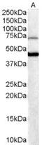 Forkhead Box G1 antibody, STJ70240, St John