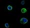 Muscle Associated Receptor Tyrosine Kinase antibody, NBP1-47441, Novus Biologicals, Immunofluorescence image 