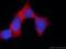 Proteasome 26S Subunit, ATPase 3 antibody, 24142-1-AP, Proteintech Group, Immunofluorescence image 