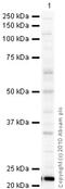 Membrane-bound transcription factor site-1 protease antibody, ab59870, Abcam, Western Blot image 