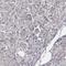 ATPase Plasma Membrane Ca2+ Transporting 3 antibody, NBP1-87259, Novus Biologicals, Immunohistochemistry paraffin image 