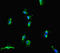 Solute Carrier Family 38 Member 9 antibody, LS-C679506, Lifespan Biosciences, Immunofluorescence image 