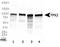 TPX2 Microtubule Nucleation Factor antibody, TA301667, Origene, Western Blot image 