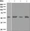 SRBC antibody, TA307758, Origene, Western Blot image 