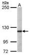 O-Linked N-Acetylglucosamine (GlcNAc) Transferase antibody, GTX110136, GeneTex, Western Blot image 
