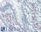 Cyclin-dependent kinases regulatory subunit 1 antibody, LS-B2315, Lifespan Biosciences, Immunohistochemistry frozen image 