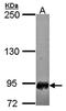 Scm-like with four MBT domains protein 1 antibody, orb69943, Biorbyt, Western Blot image 