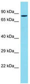 PDZ Domain Containing 4 antibody, TA330706, Origene, Western Blot image 