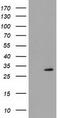 Pyrroline-5-Carboxylate Reductase 3 antibody, CF502077, Origene, Western Blot image 