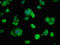 Histidine triad nucleotide-binding protein 1 antibody, LS-C670315, Lifespan Biosciences, Immunofluorescence image 
