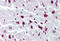 Histone H2B antibody, MBS241838, MyBioSource, Immunohistochemistry frozen image 