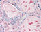Thyroglobulin antibody, 49-030, ProSci, Immunohistochemistry paraffin image 